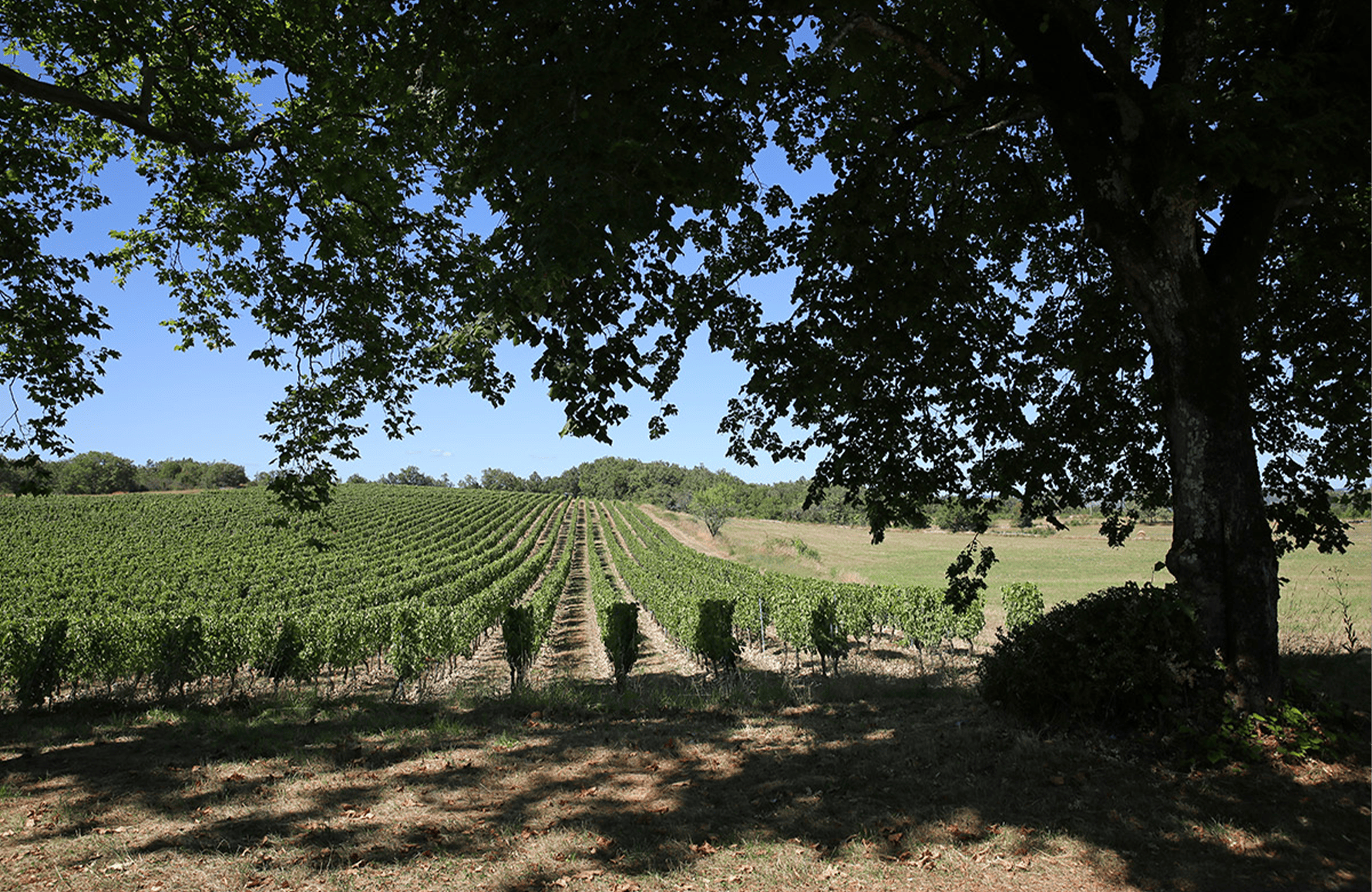 Vins Château Combel-la-Serre