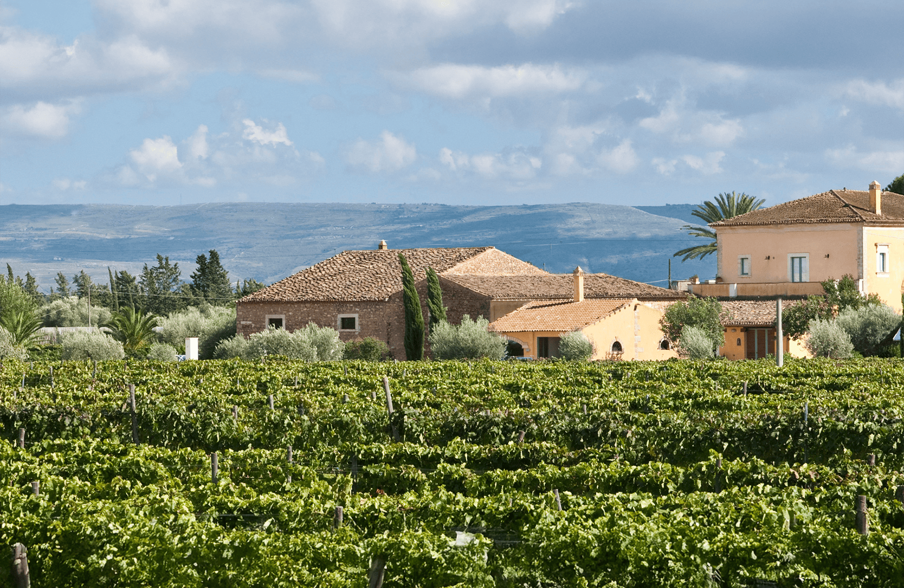 Vins COS - Italie