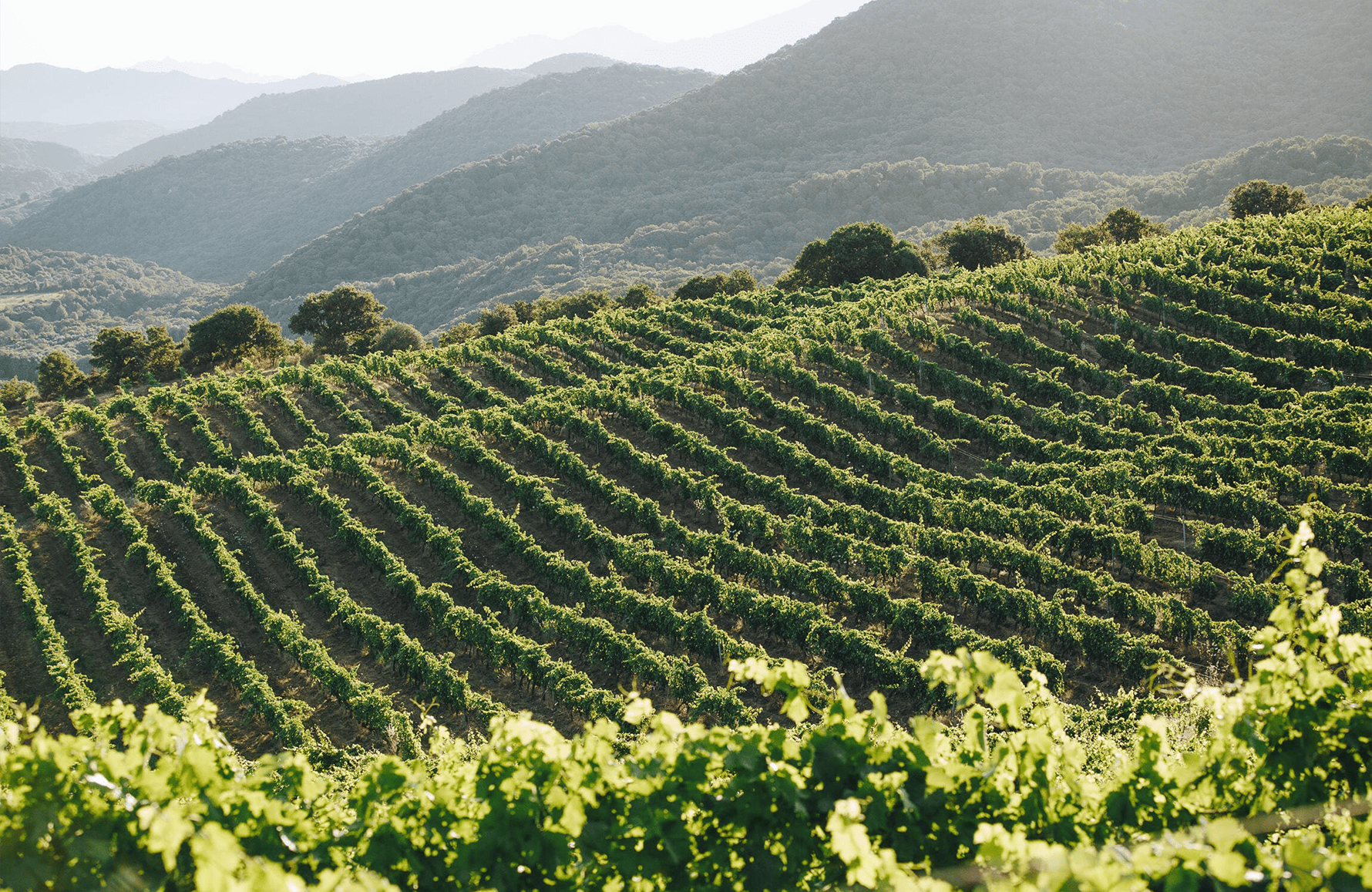 Vins Domaine Comte Abbatucci