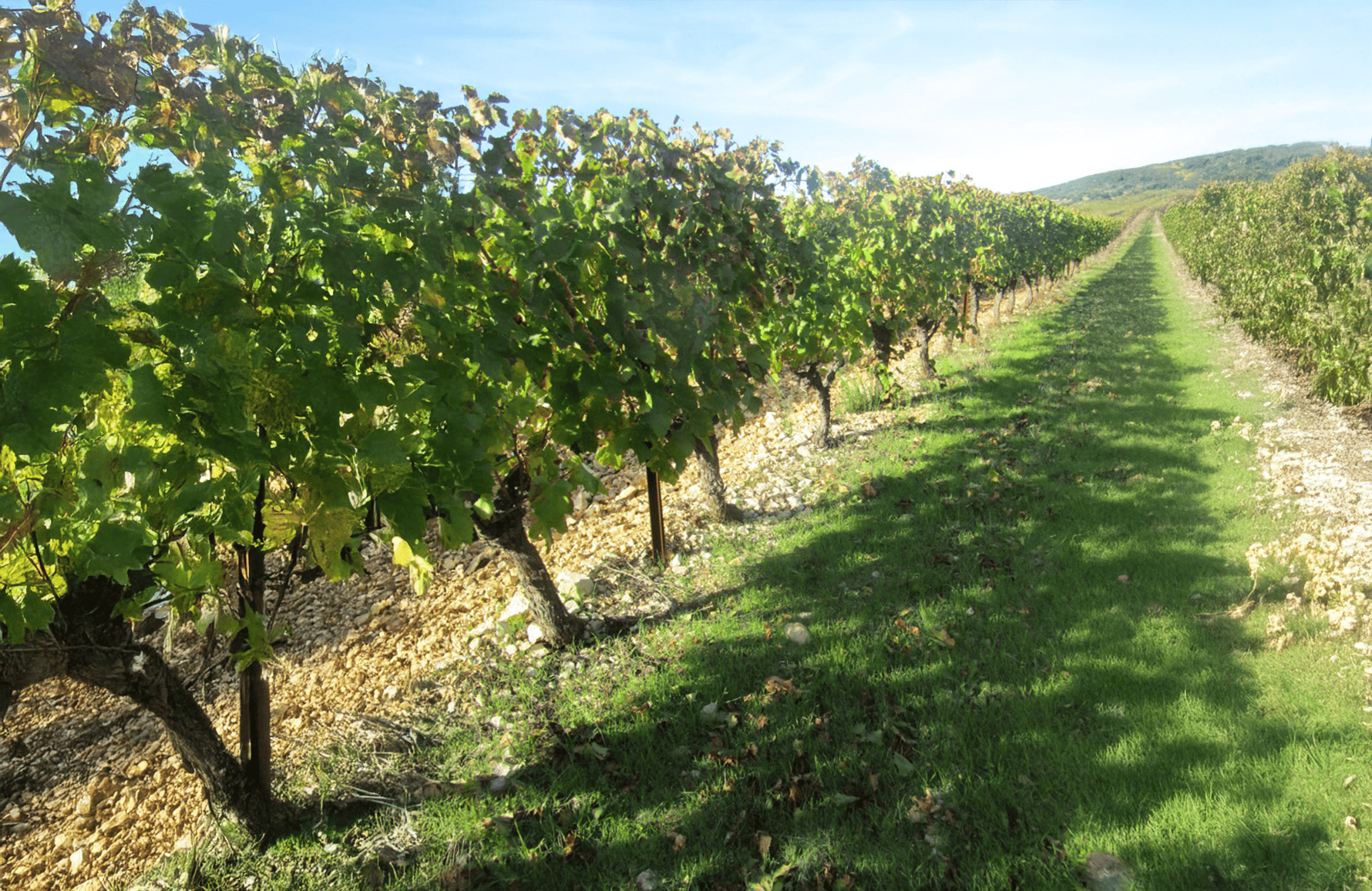 Vins Domaine de Montcalmès