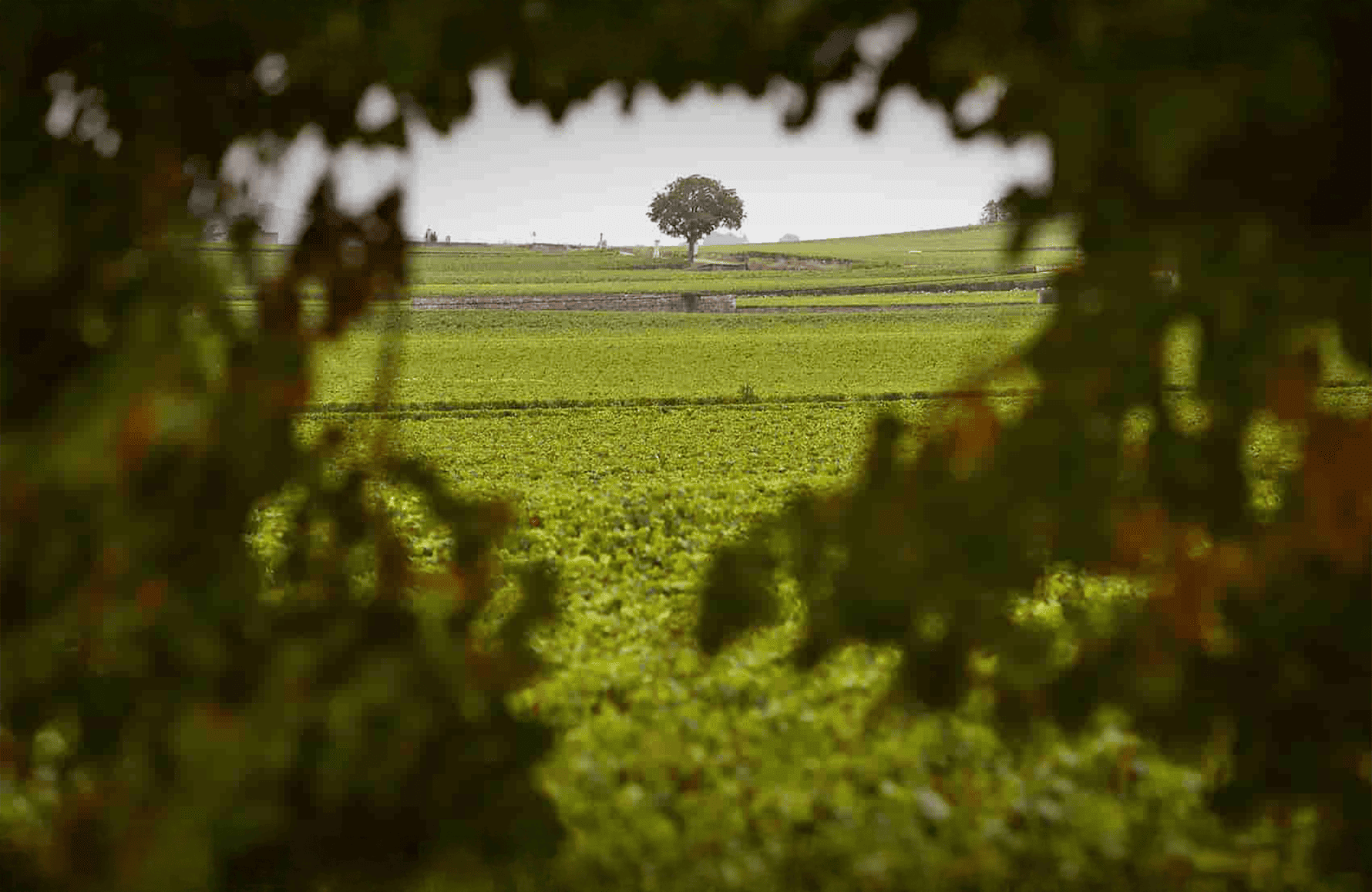 Vins Domaine Henri Boillot