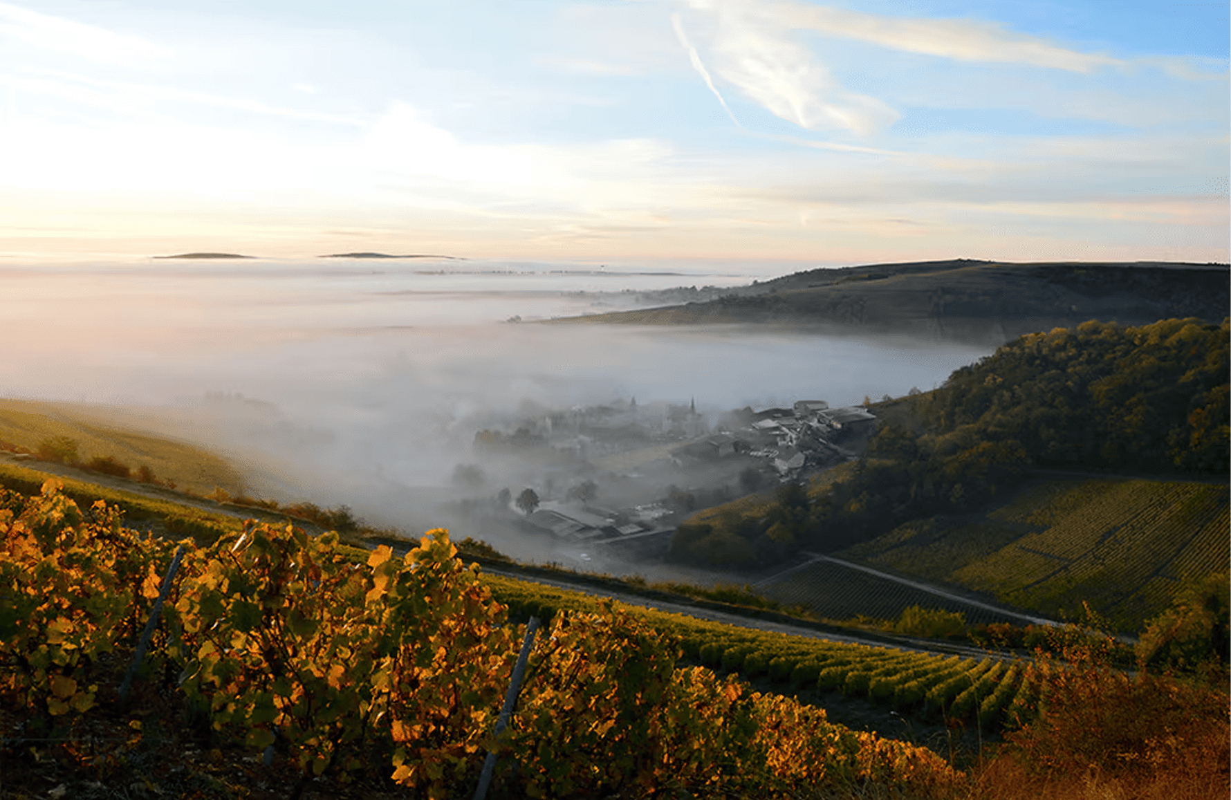 Vins Domaine Henri Bourgeois