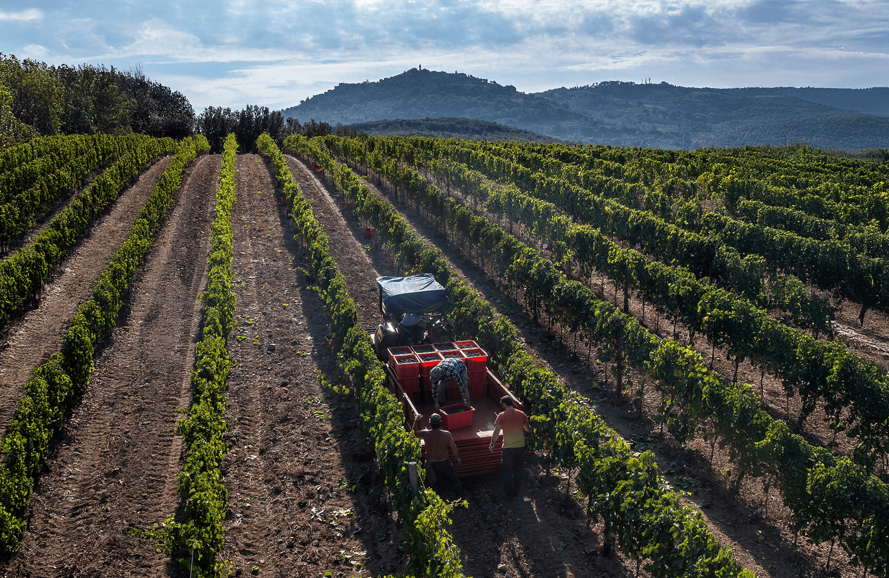 Vins Il Marroneto - Italie