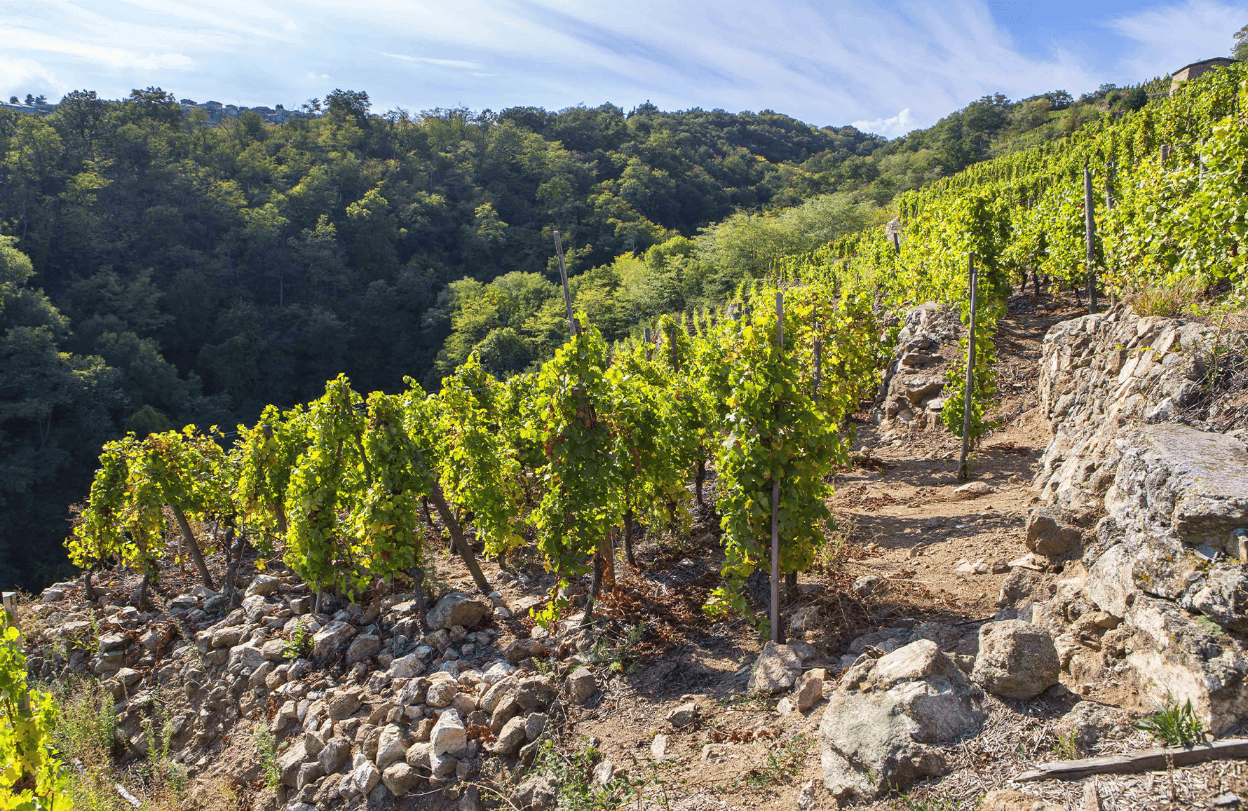 the story of Yves Cuilleron