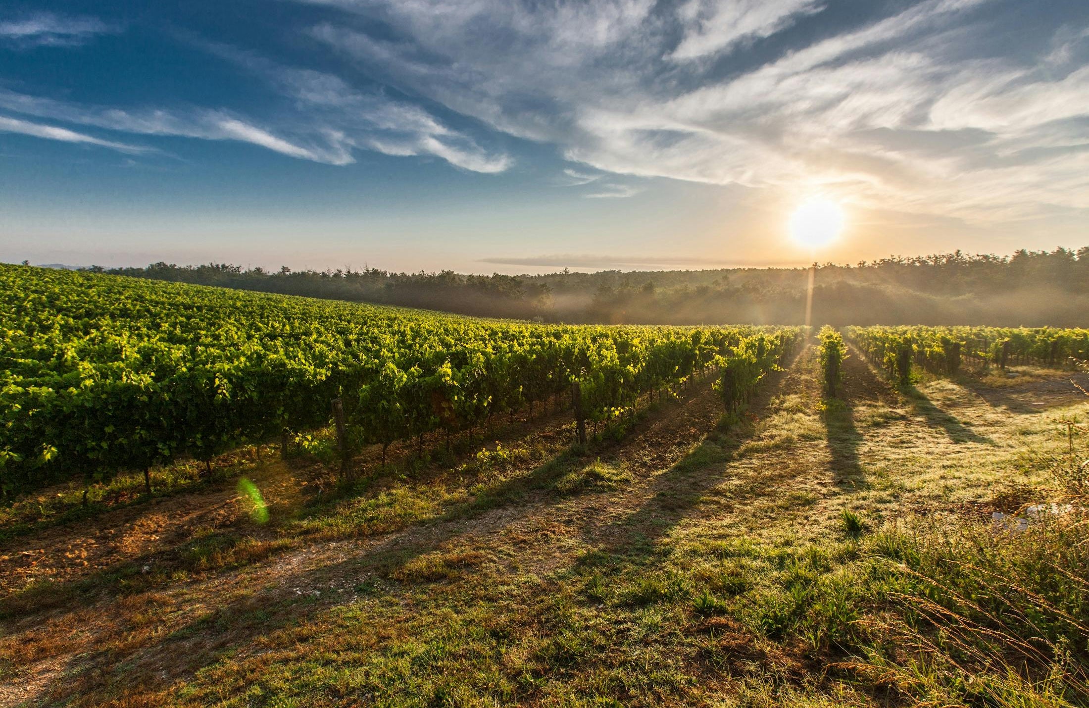 Vins Domaine Jean-Claude Lapalu