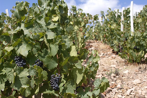 Les vins produits en 2015 seront-ils de bonne qualité ?