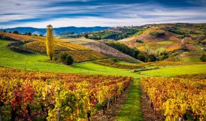 Vignoble du Beaujolais aux couleurs d'automne