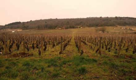Dégustation en Bourgogne