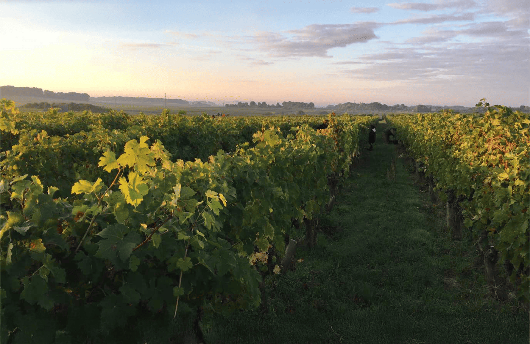 Domaine des Roches Neuves