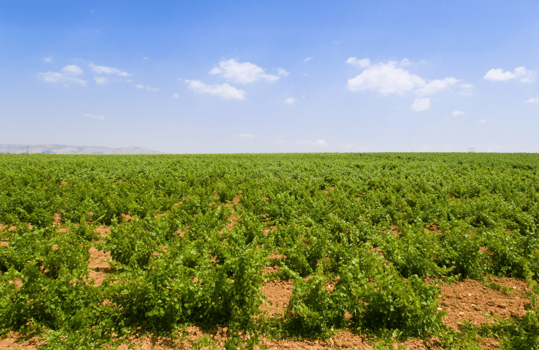 Château Musar - Liban