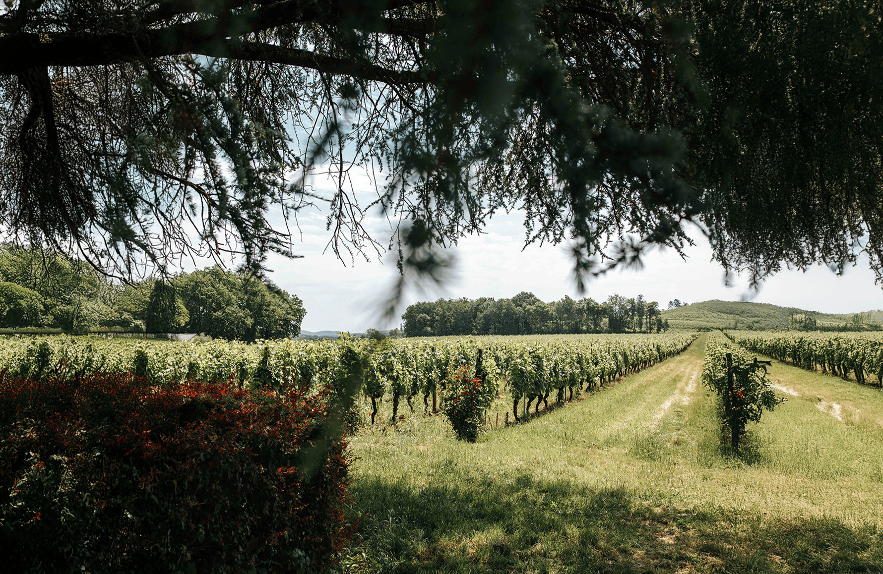 Clos Triguedina