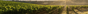 Château Lafite Rothschild
