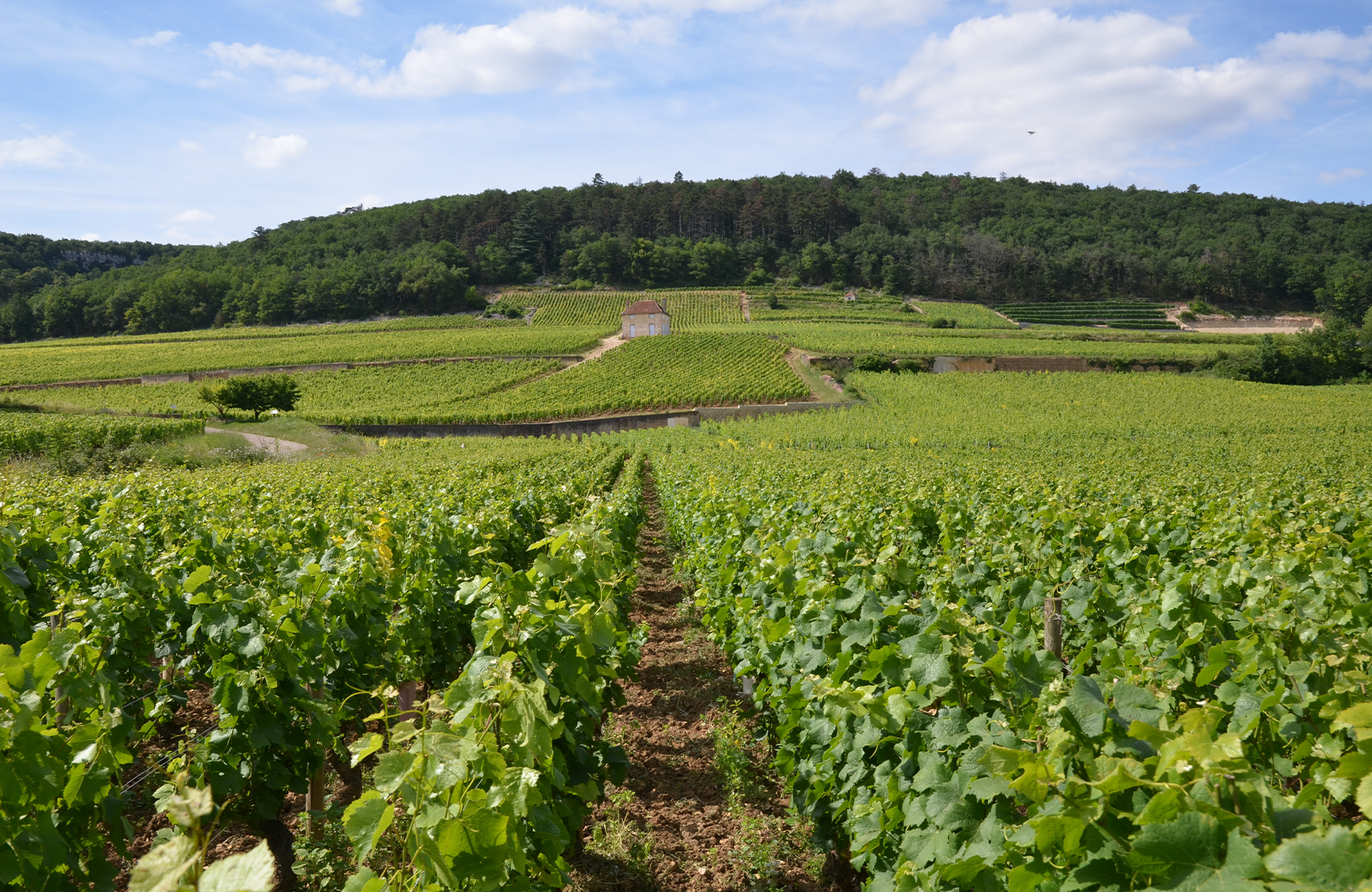 Domaine J.A Ferret