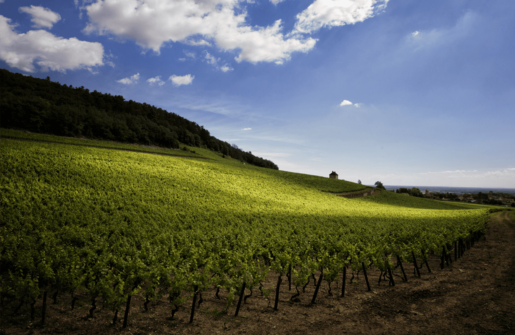 Domaine Denis Mortet