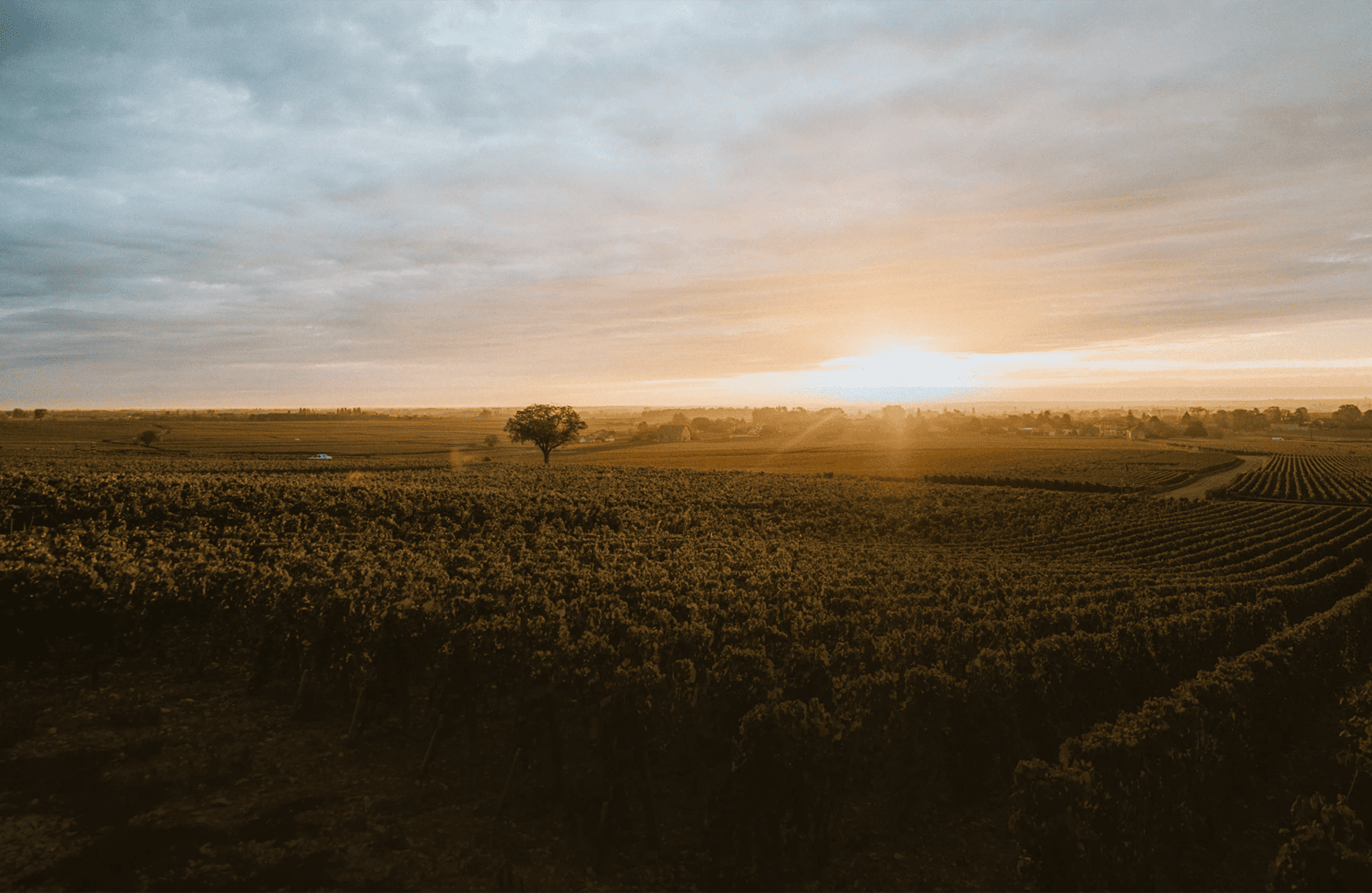 Domaine de Montille