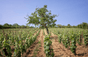 Domaine Boris Champy