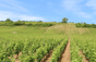 Domaine A.F. Gros