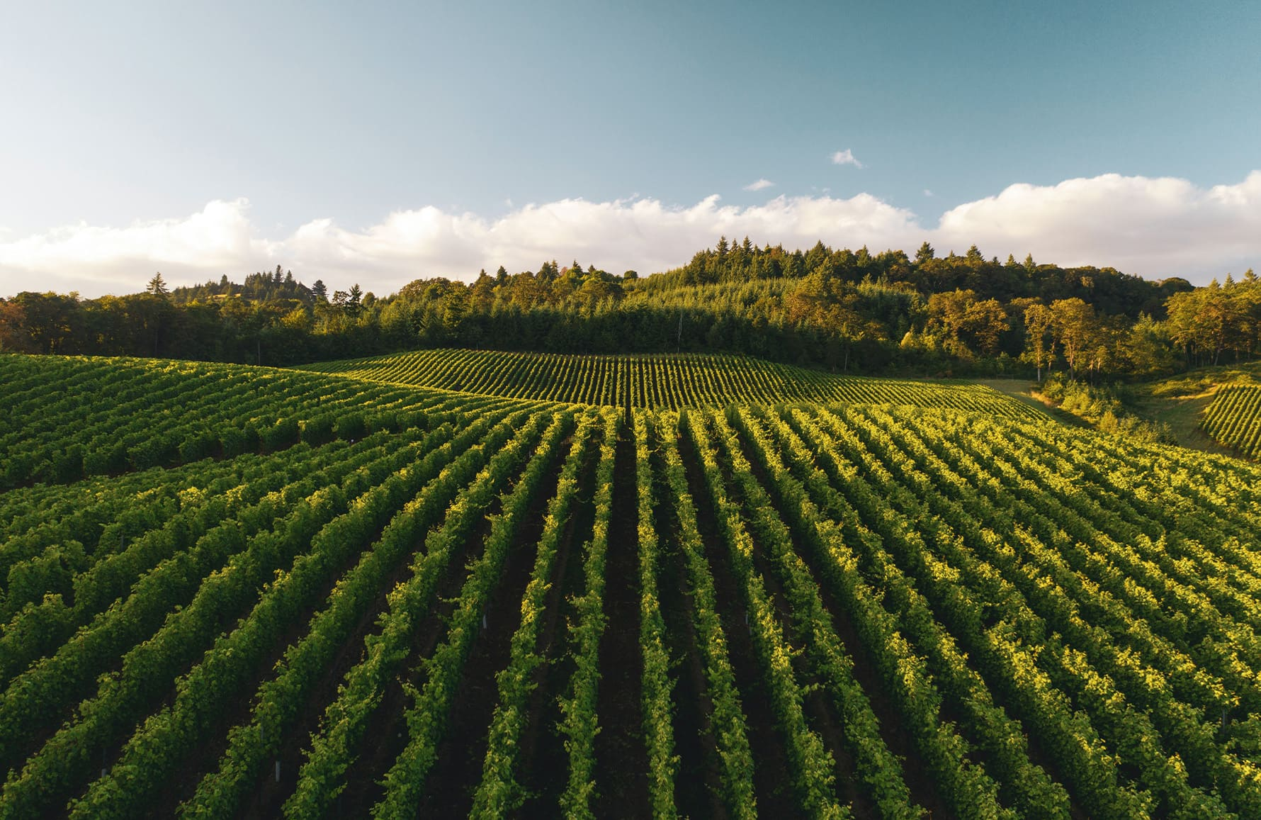 Dominus State Dominus Estate, Napa Valley | Cavissima
