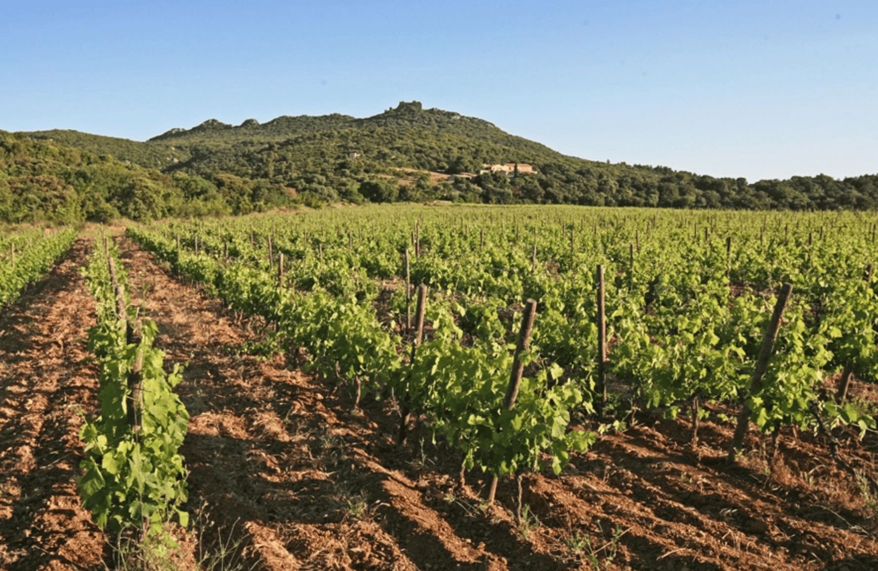 Ermitage du Pic Saint Loup