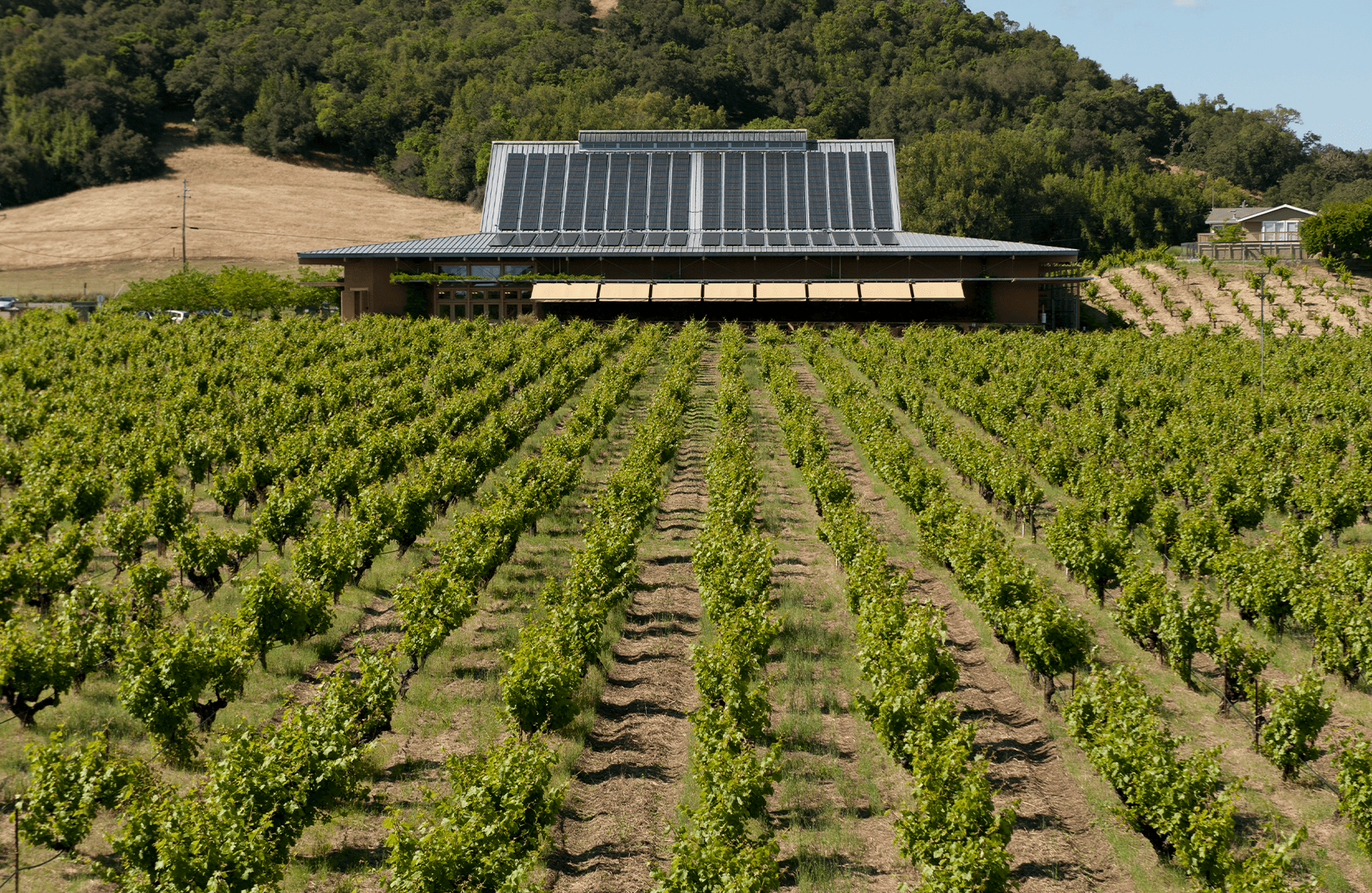 Ridge Vineyards