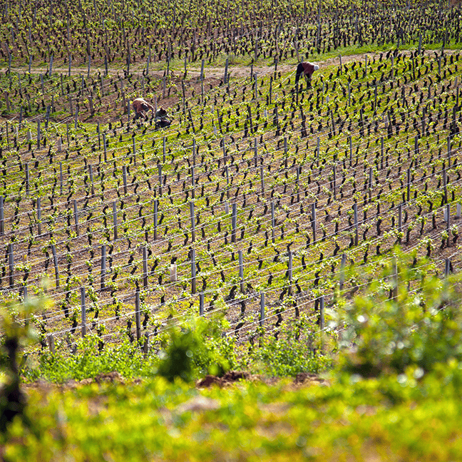 CHAMBOLLE-MUSIGNY