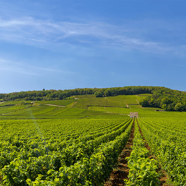 CLOS VOUGEOT GRAND CRU
