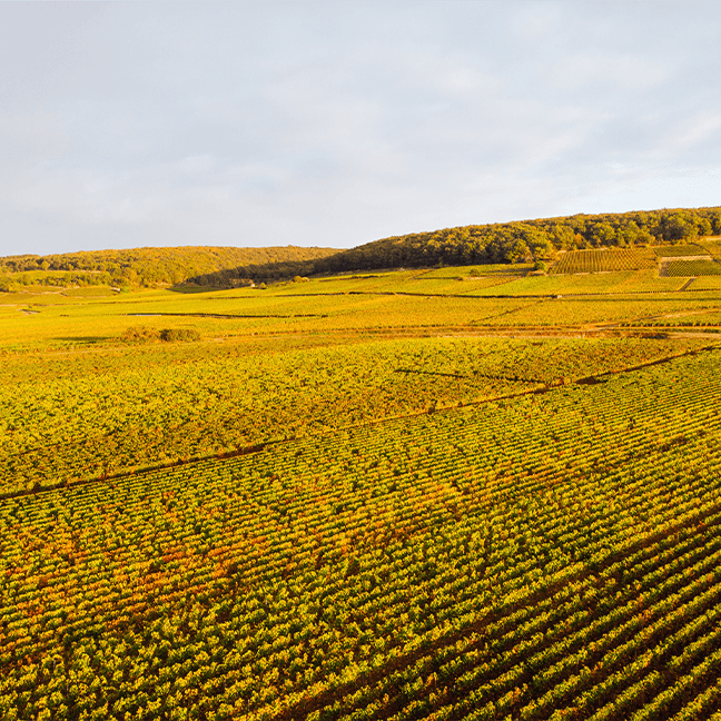 CORTON CHARLEMAGNE GRAND CRU