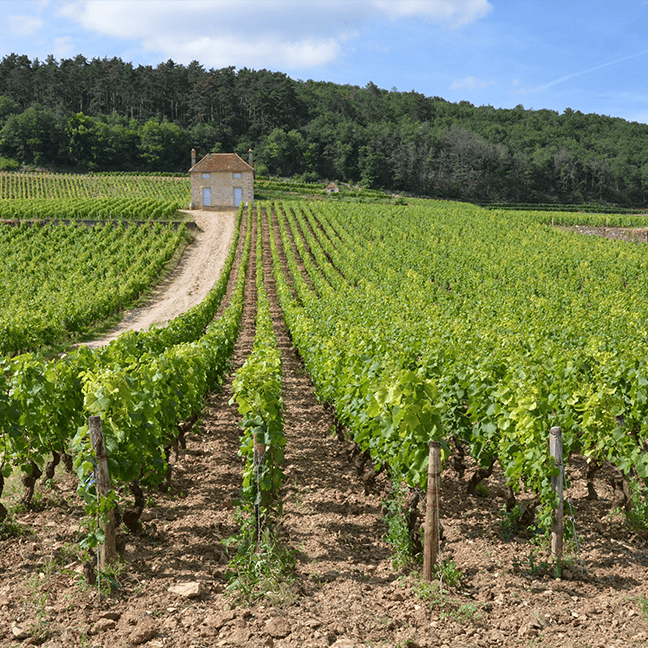 GEVREY-CHAMBERTIN