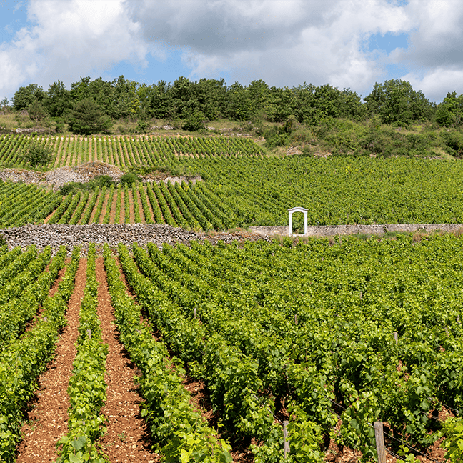 PULIGNY-MONTRACHET