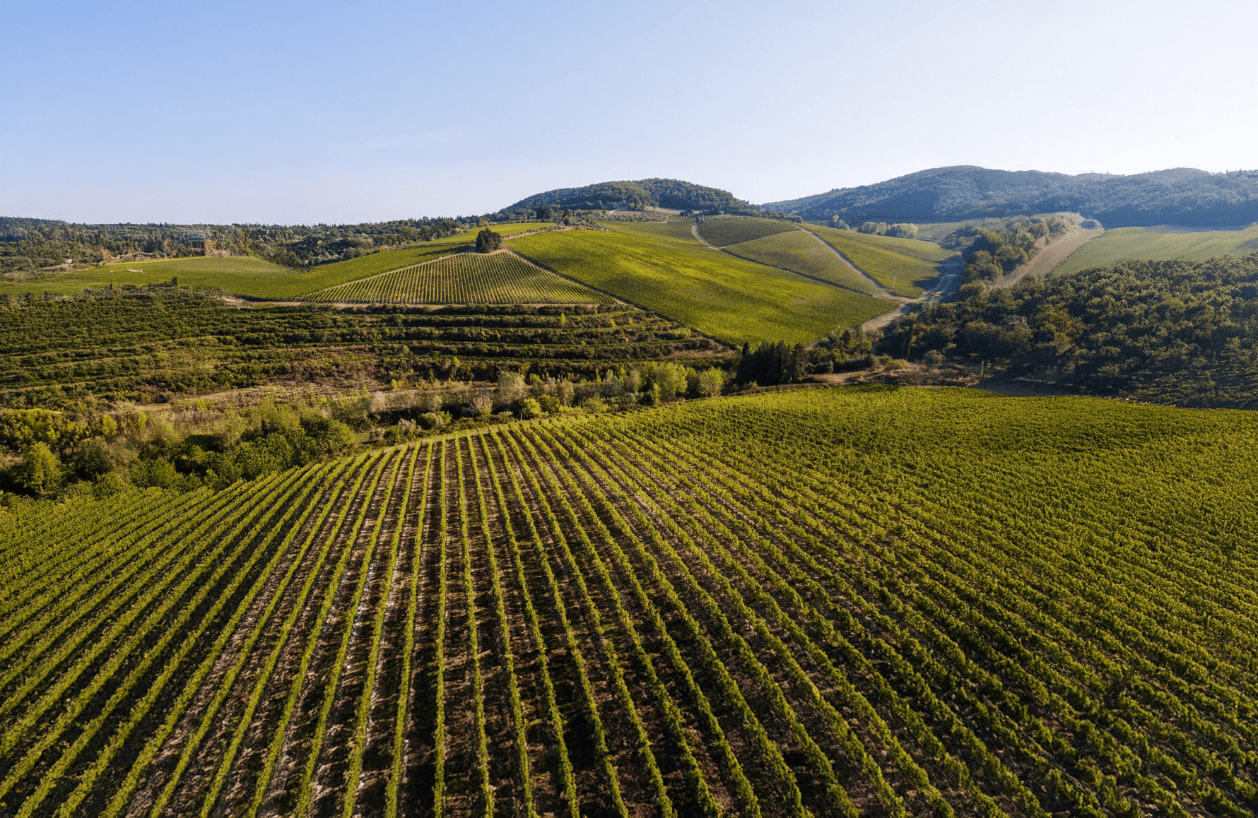 Vins Antinori - Italie