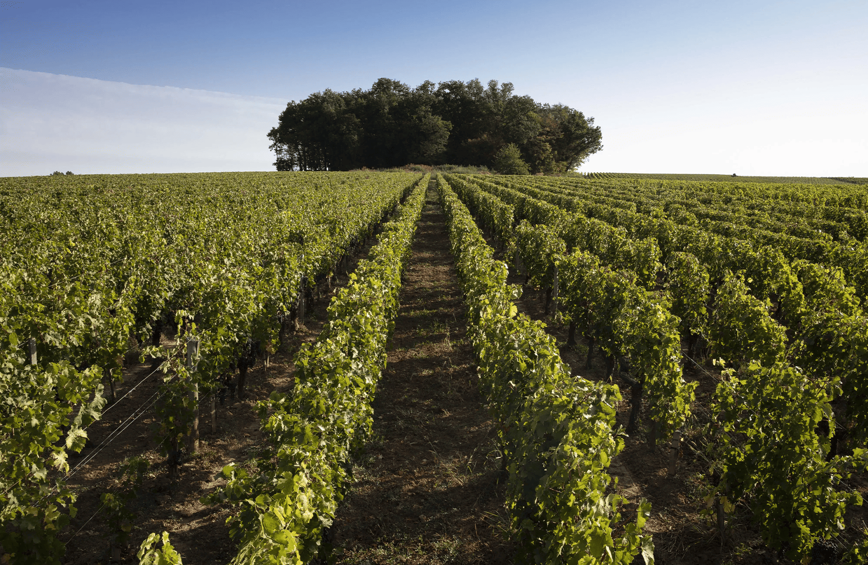 Vins Château de Ferrand