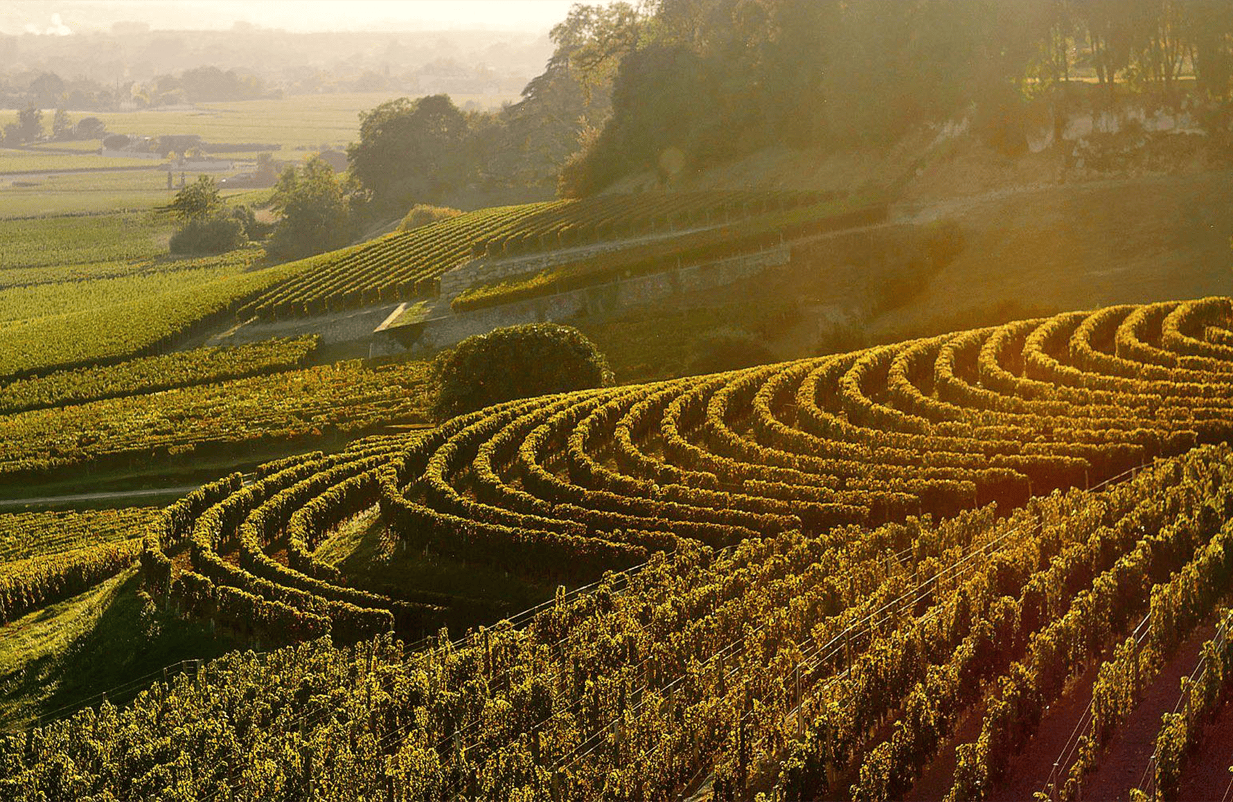 Vins Château La Fleur-Pétrus