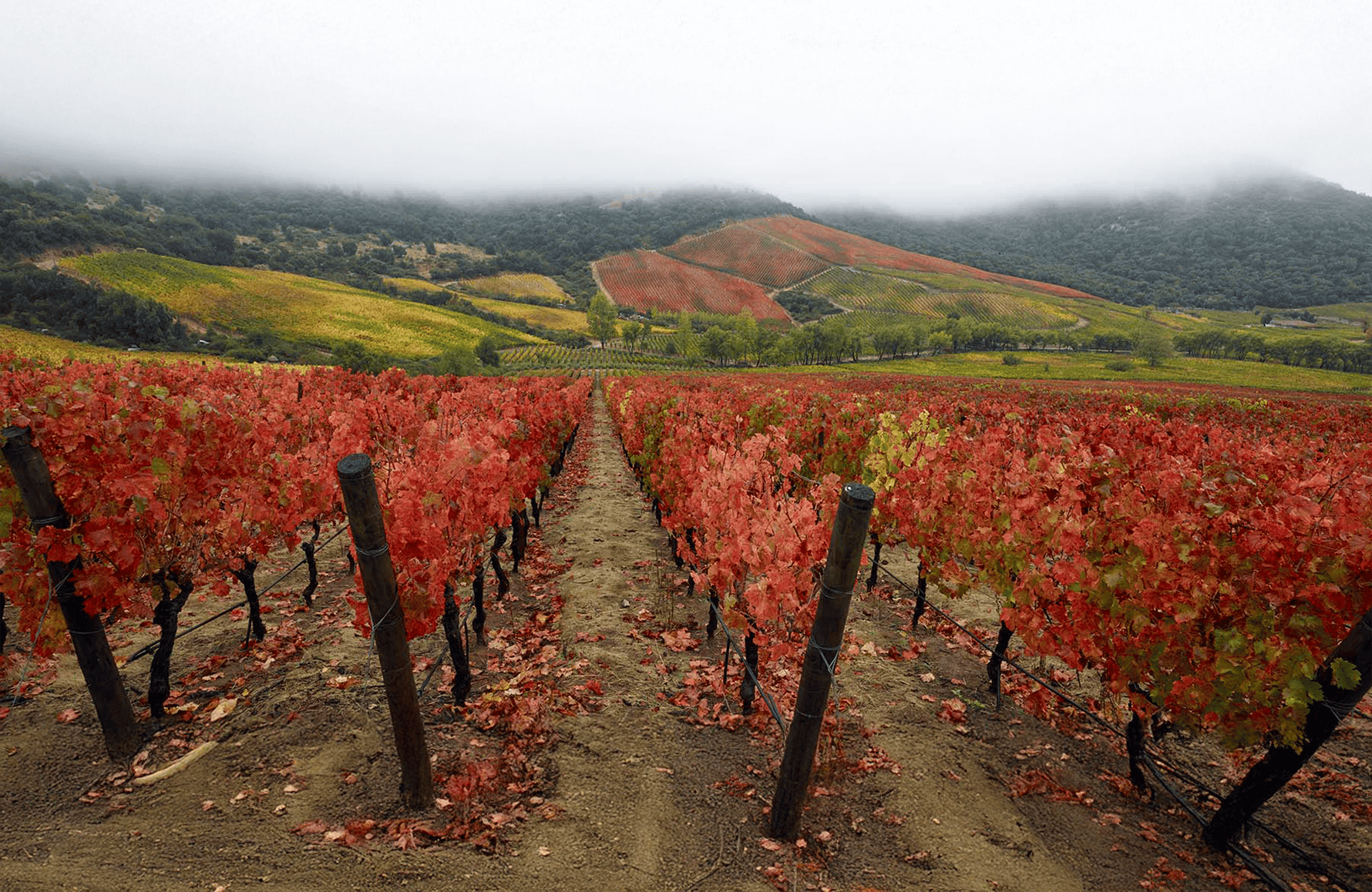 Wines Lapostolle - Chile