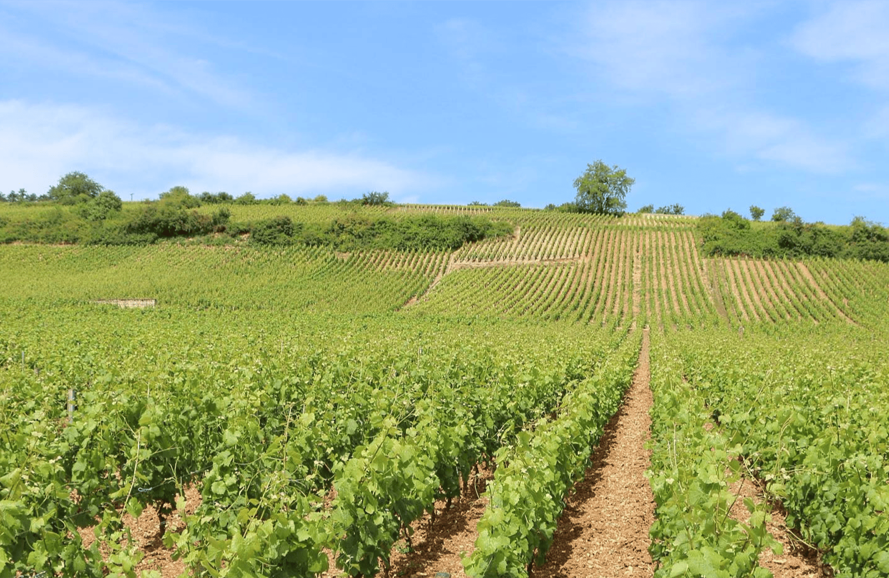 Wines AF Gros Estate