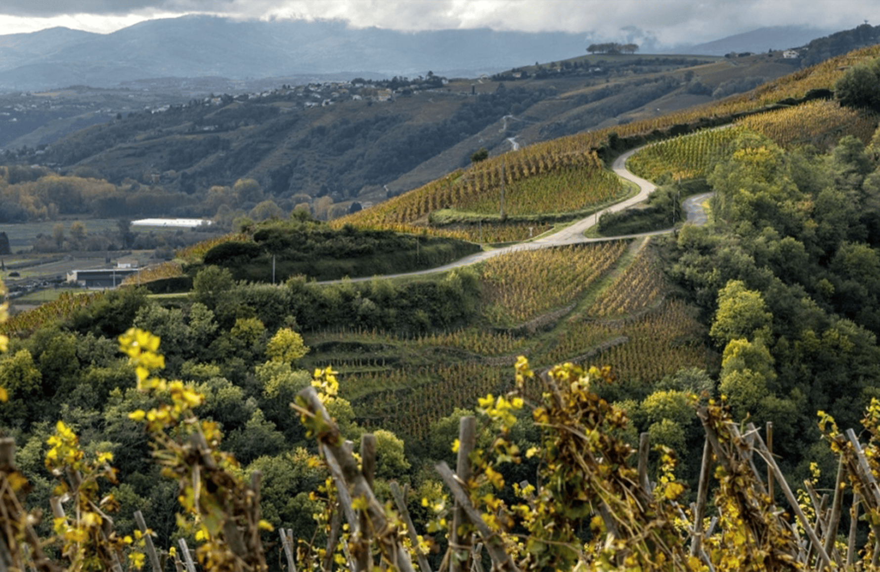 the story of Bonserine Estate