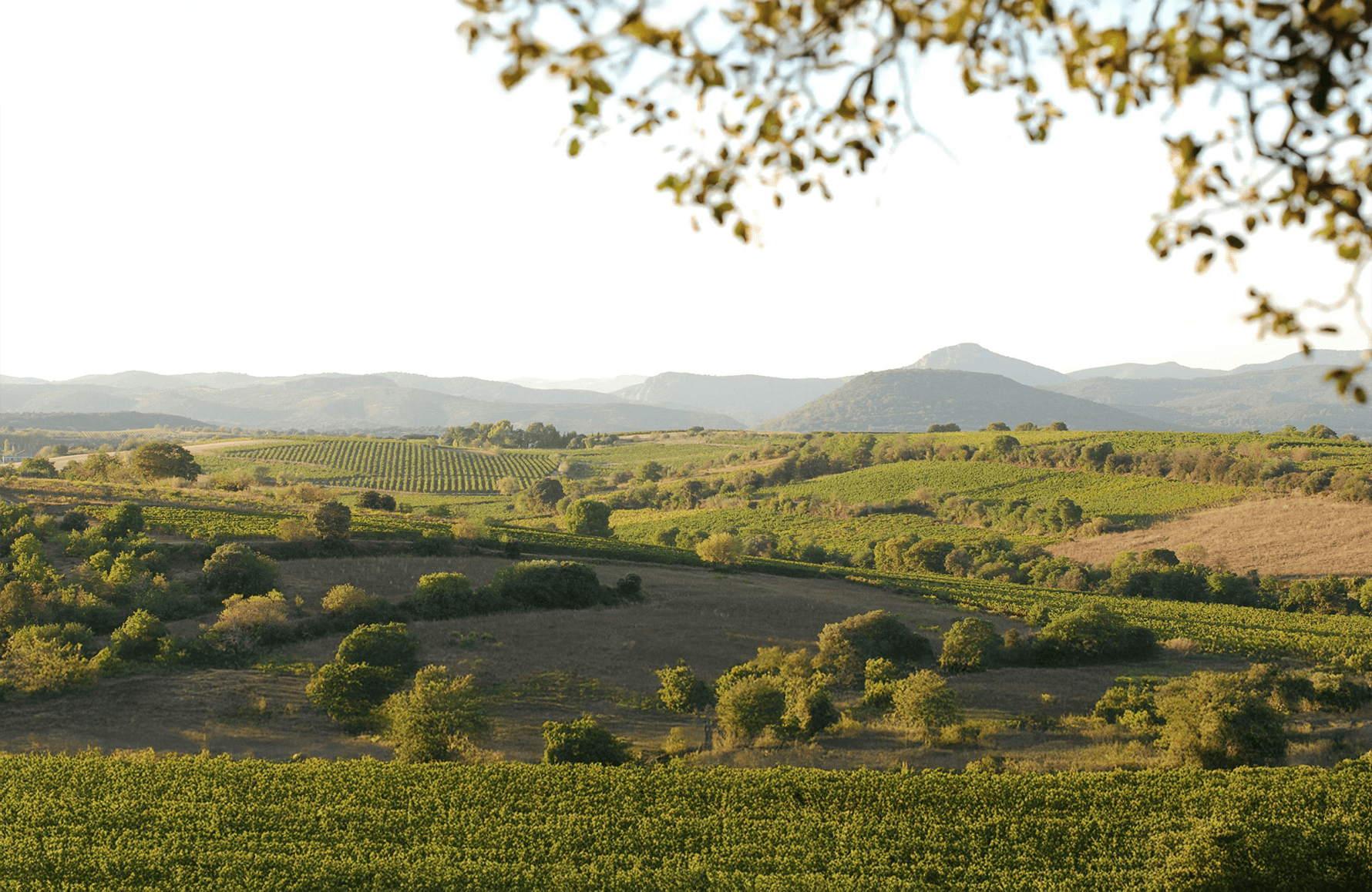 Vins Domaine des Aurelles