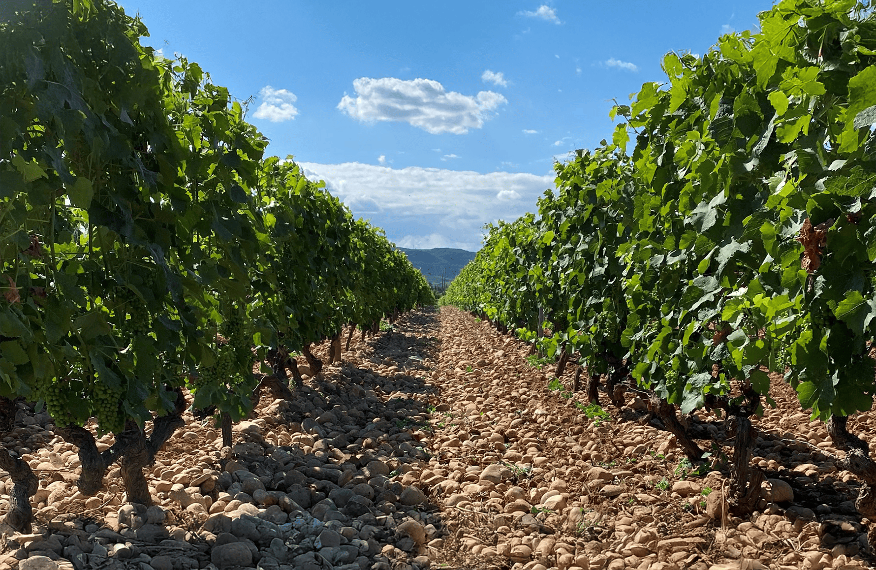 Vins Domaine des Hauts-Châssis