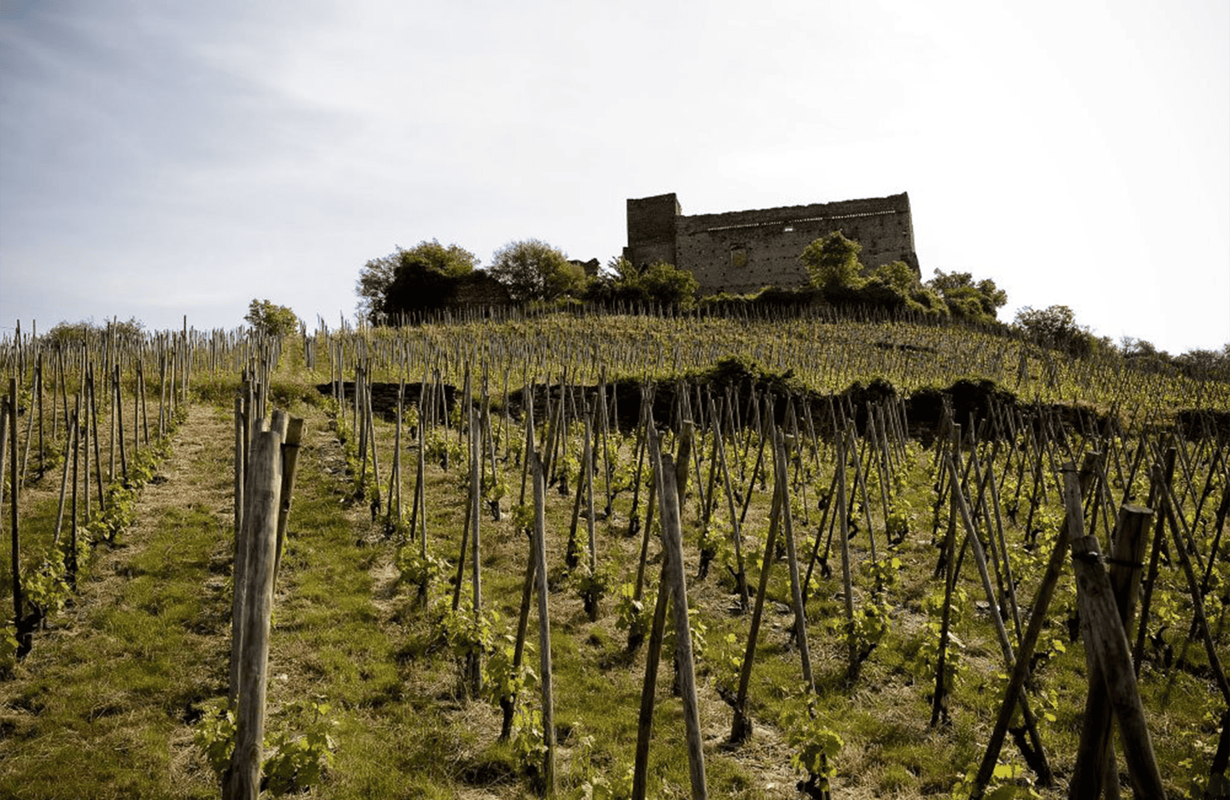 Vins Domaine des Vins de Vienne