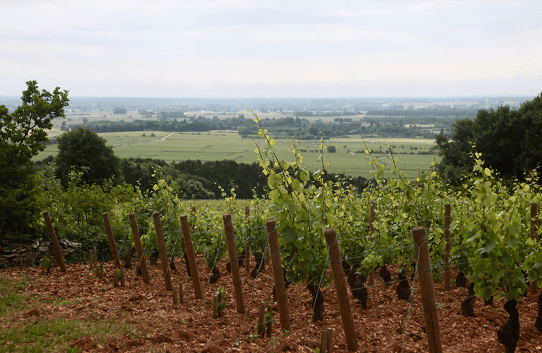the story of Domaine Etienne Sauzet