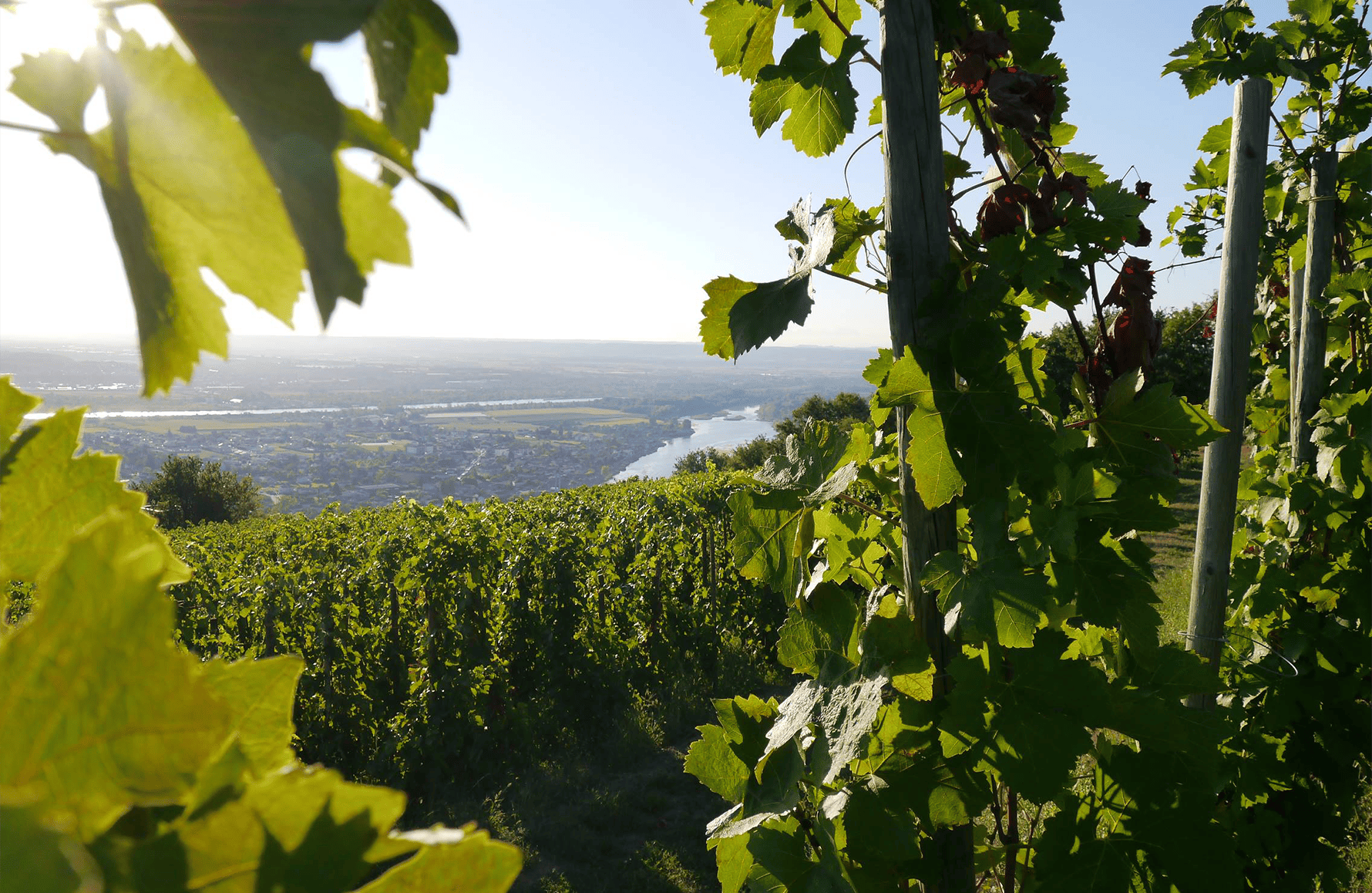 l’histoire du Domaine François Villard