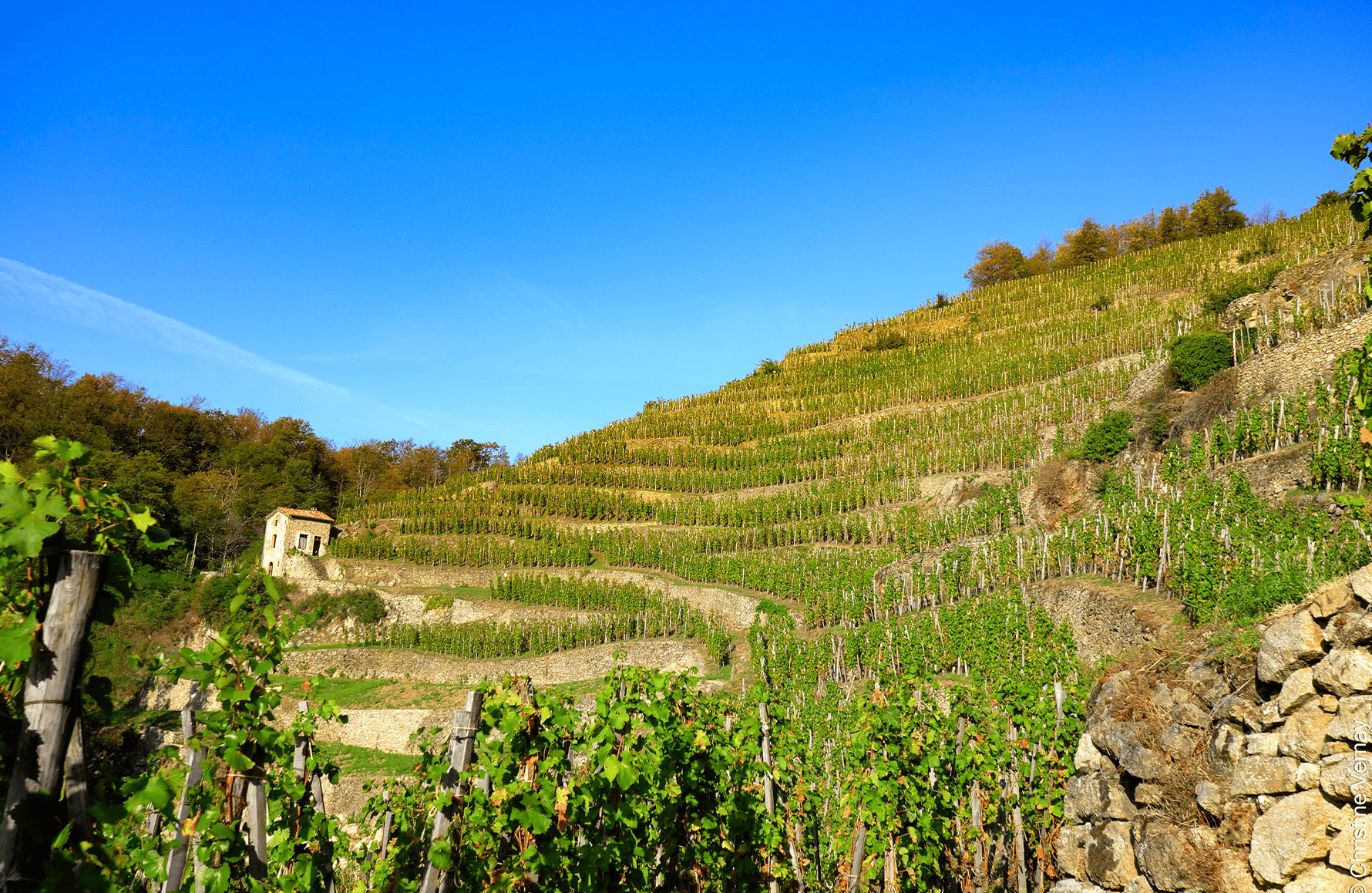 Vins Domaine Georges Vernay