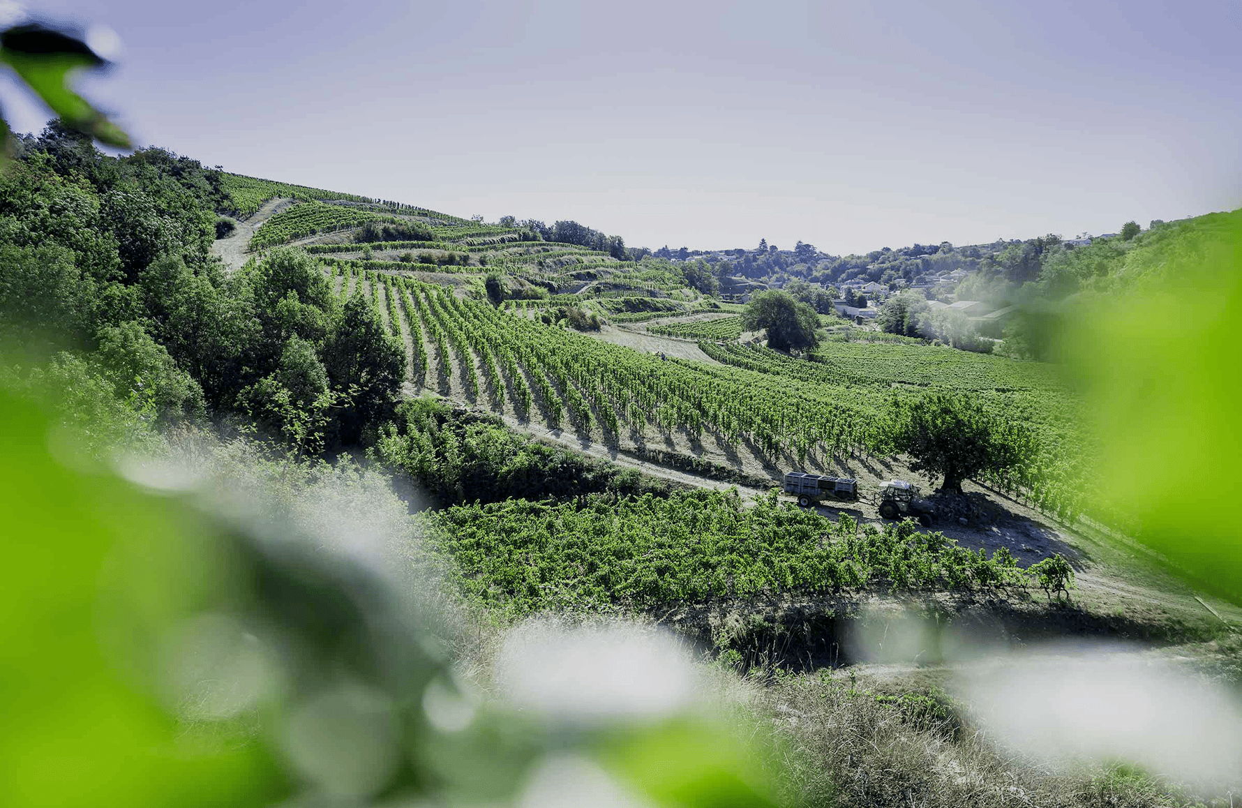 Wines Domaine Laurent Fayolle