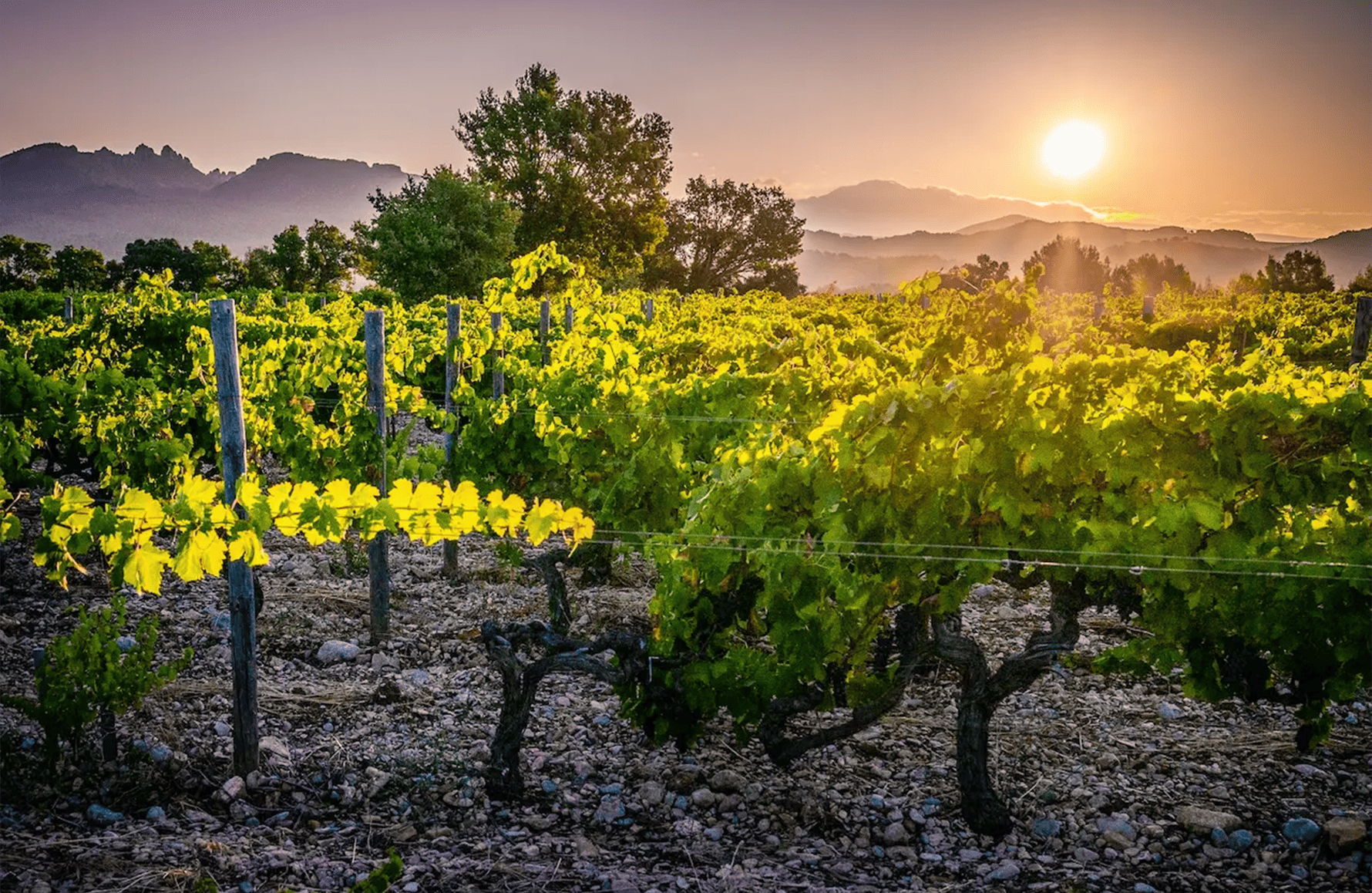 Wines Domaine le Sang des Cailloux