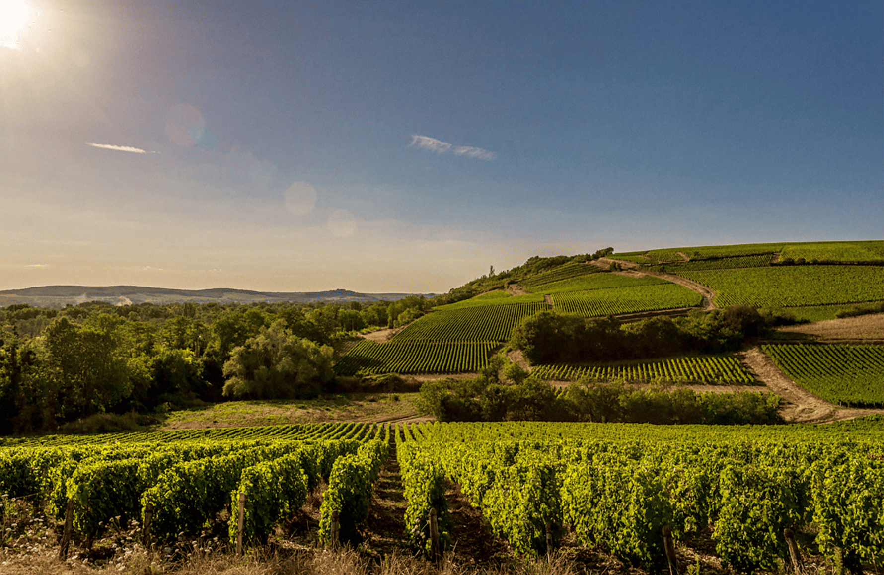 the story of Domaine Jonathan Didier Pabiot