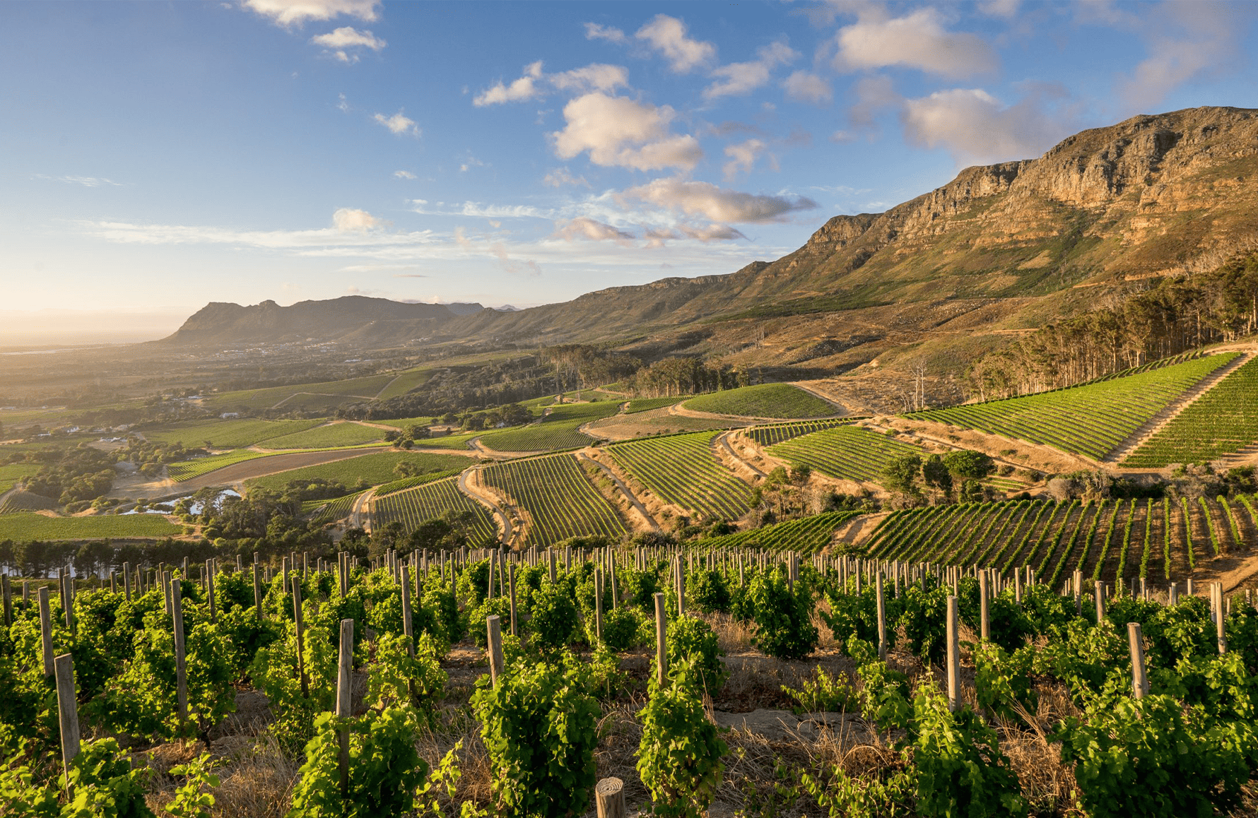 Vins Klein Constantia - Afrique du Sud
