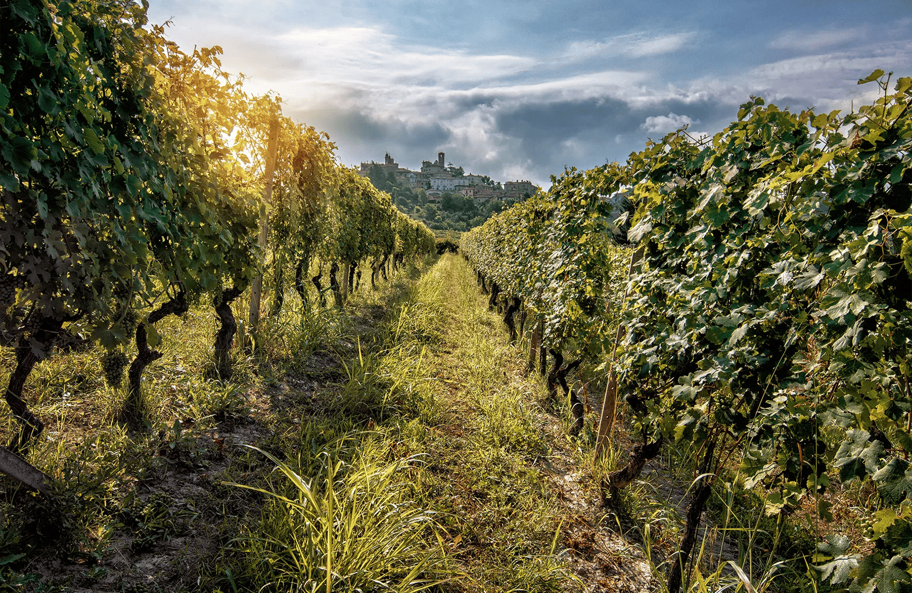 Wines La Spinetta - Italy