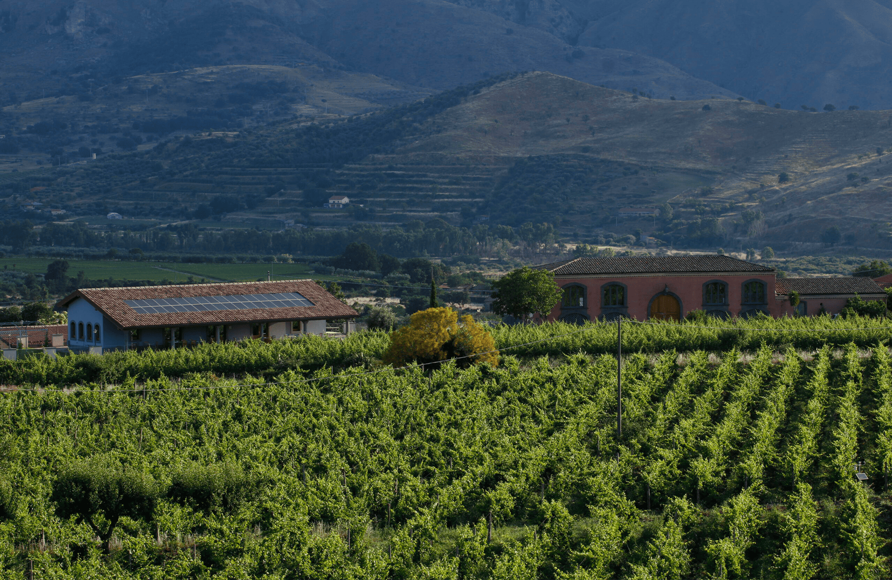 the story of Tenuta Delle Terre Nere - Italy