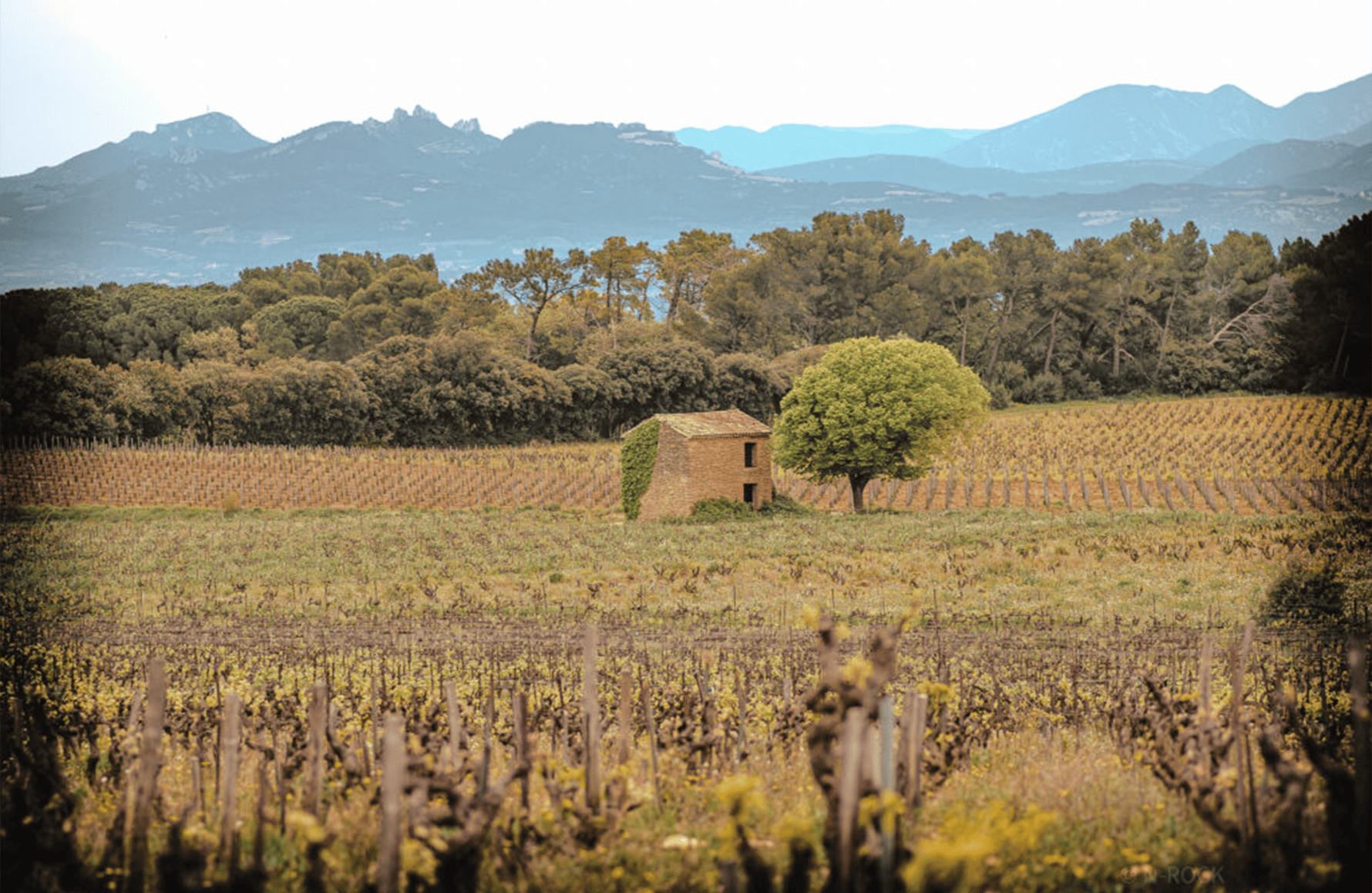 l’histoire du Vignobles Brunier